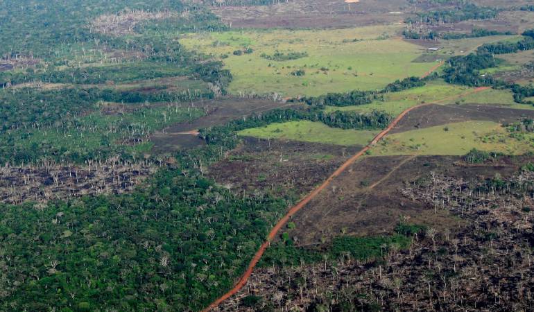 foro sobre deforestación